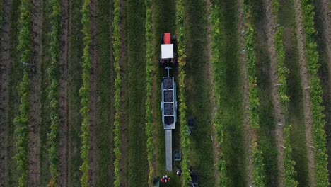 vuelo de drones sobre viñedos y gente cosechando uvas