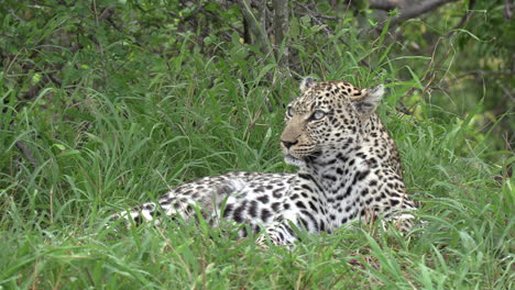 close up of leopard resting in lush green grass