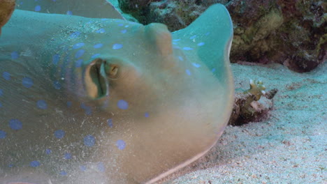 blue spotted ribbontail ray moving in front of the camera