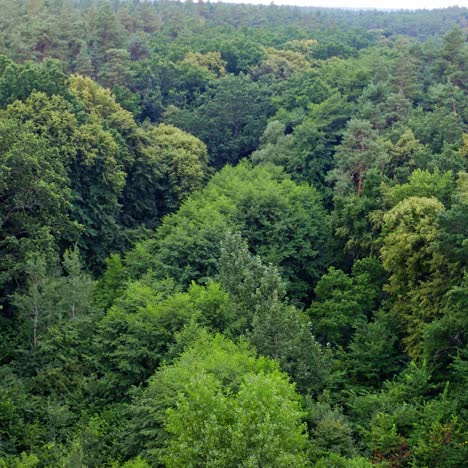 beautiful green woods. flight over the tops of trees in summer. breathtaking view of fresh nature. camera moves forward. view from above.