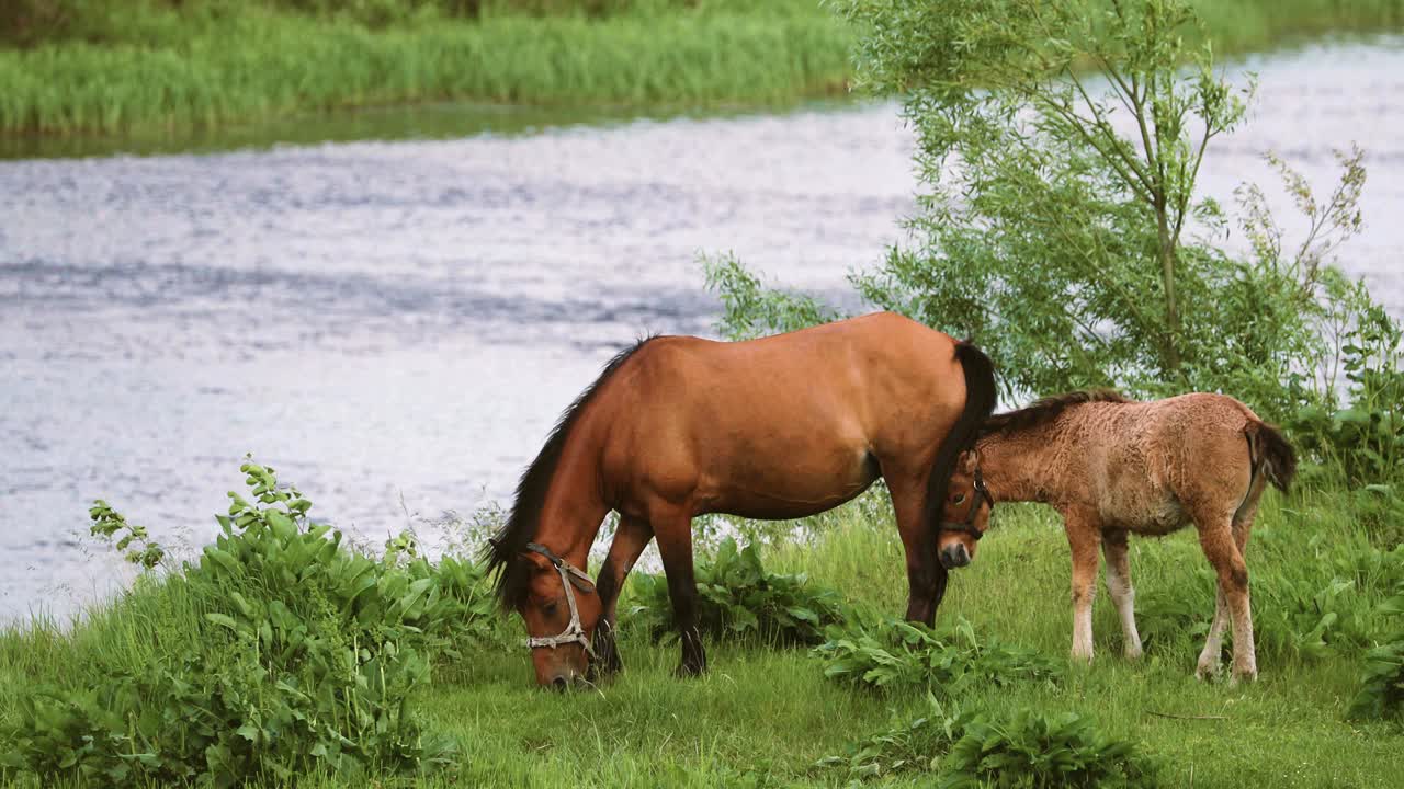 лошадь и жеребец молодая лошадь пасутся на зеленой луге возле реки весной или летом в белоруссии