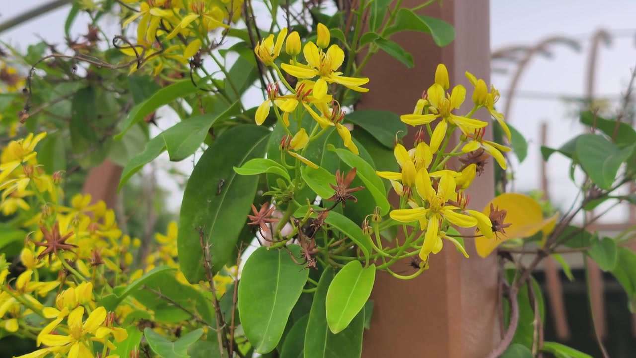 Beautiful Australia Gold Vine flowers thrive in a lush tropical climate. These bright yellow blossoms climb gracefully under the warm sun. They add a vibrant touch to the green landscape.