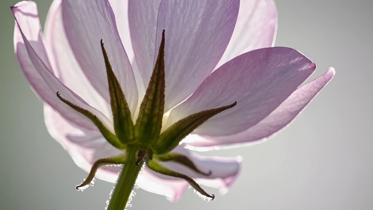 Un video sereno y en primer plano de una flor translúcida desde un ángulo bajo, capturando texturas delicadas