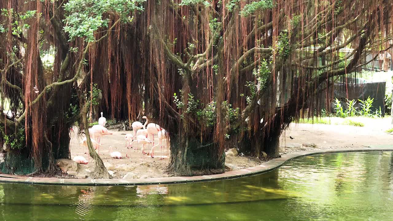 플라밍고 들 이 조용 한 연못 근처 에 모인다