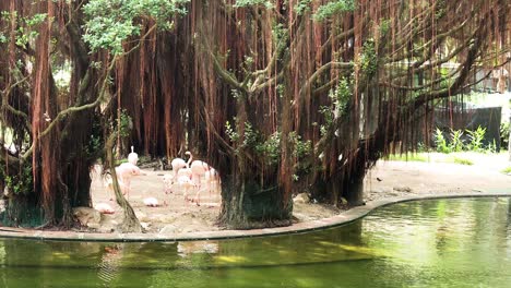 flamingos gather near a serene pond