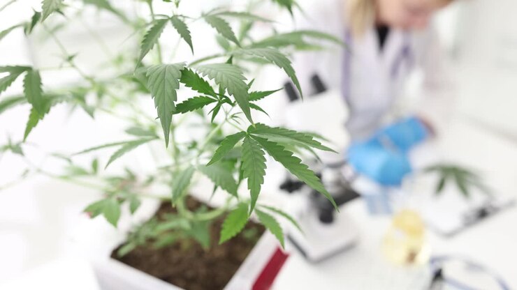 A cannabis plant in a laboratory setting with a blurred scientist in the background