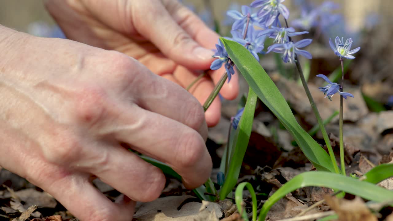 una mano femenina recoge las primeras flores de primavera scilla siberica en el bosque. primer plano.