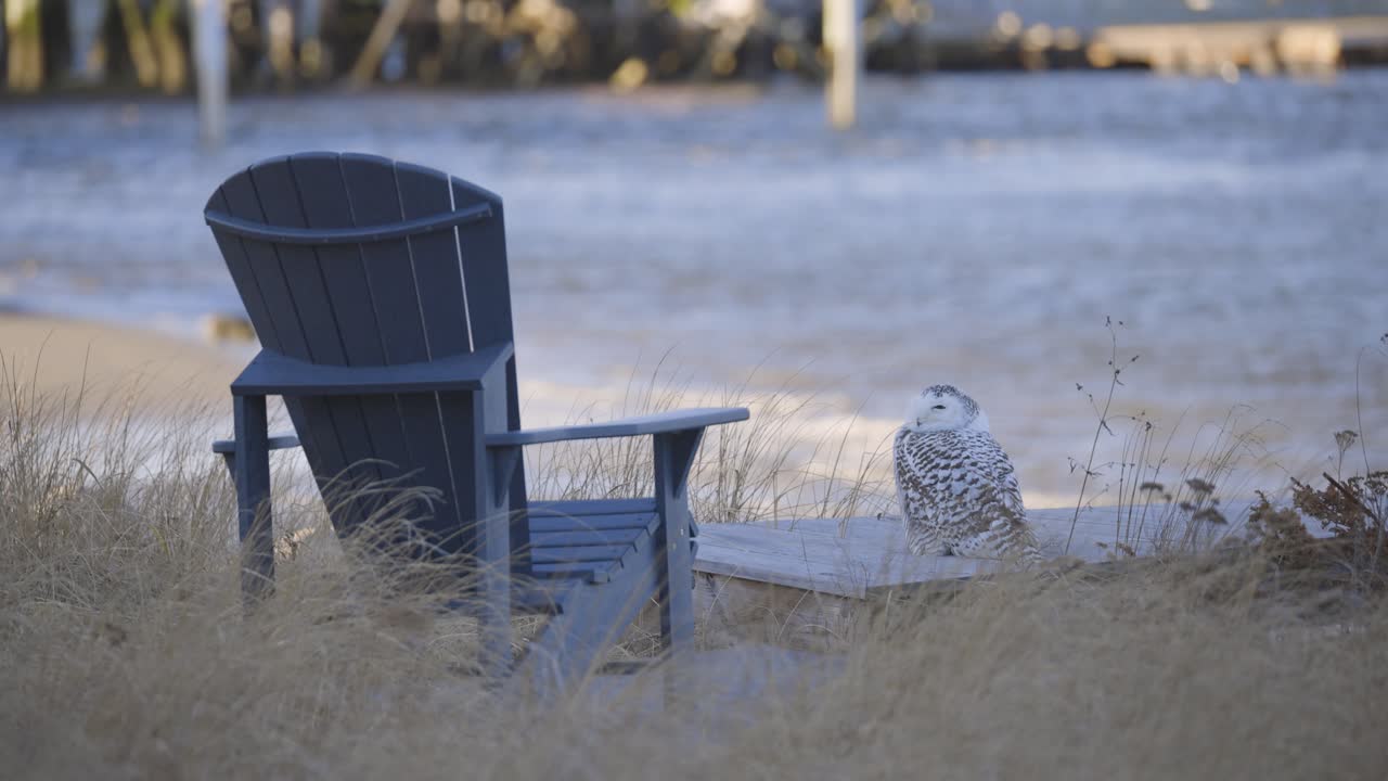 Snowy owl perched beside an Adirondack chair facing a breezy waterfront with gentle waves in the background
