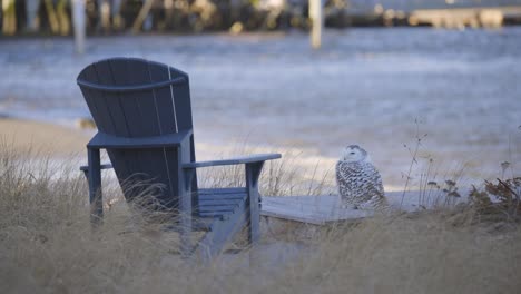 snowy owl perched beside an adirondack chair facing a breezy waterfront with gentle waves in the background