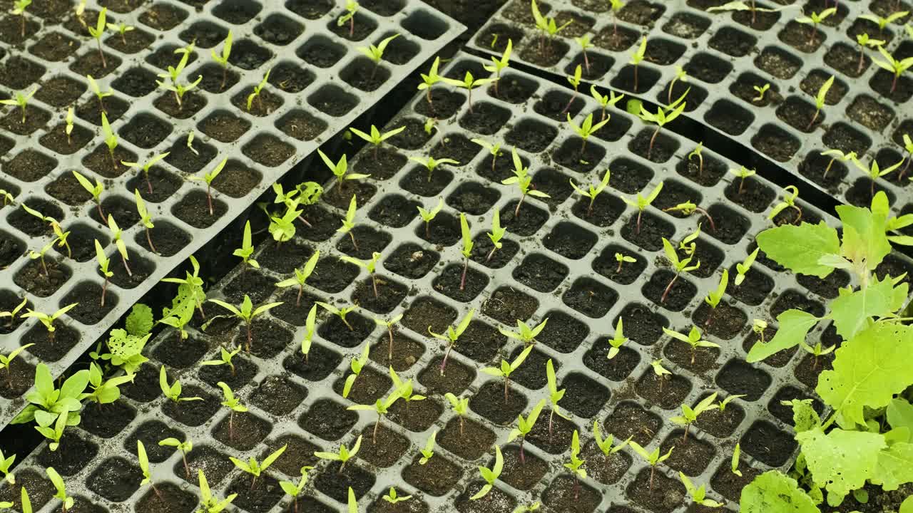 Small sprouts peppers in pots. Seedlings. Nursery of peppers. Greenhouse with baby peppers plants. Pots full of soil.