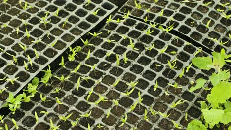 pequeños brotes de pimientos en ollas. plántulas. vivero de pimientos. invernadero con plantas de pimientos bebé. ollas llenas de tierra.