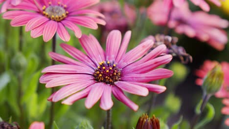 Nahaufnahme-Einer-Bunten-Gänseblümchenblume-Im-Botanischen-Garten,-Pastonfarbenes-Gänseblümchen