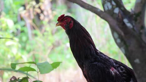 Rooster-crows-under-a-shelterd-tree