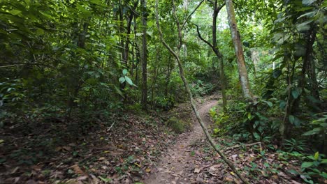 POV-shot-hiking-along-a-dirt-track-through-Tayrona-National-Park-in-summer