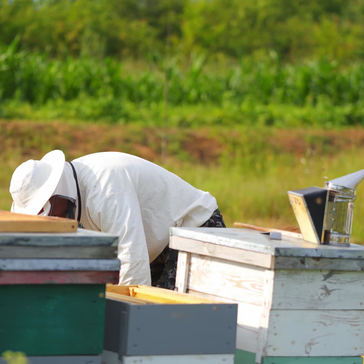 Farmer near colorful beehives among green nature. Beekeeper in protective hat checking hives on apiary. Apiculture concept