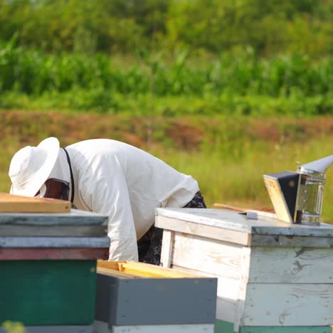 farmer near colorful beehives among green nature. beekeeper in protective hat checking hives on apiary. apiculture concept