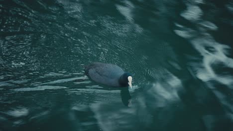 primer plano de la coot eurasiática en un lago de agua dulce en tokio, japón