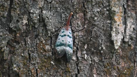 zooming in showing this pyrops ducalis lantern bug resting on the bark while other insects are seen moving, thailand