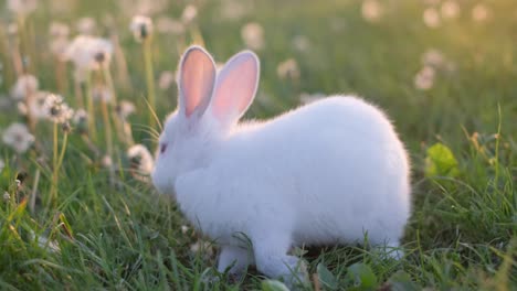 a young white rabbit sits on a green lawn among dandelions and grass and eats