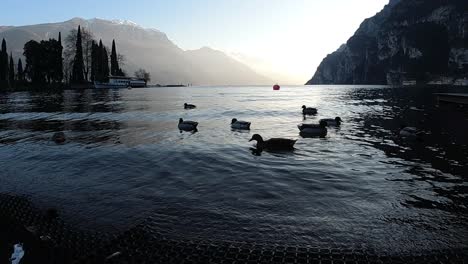peaceful sunset at lake garda with ducks