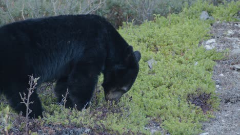 close up of black bear foraging for food on mountain side