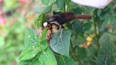 Ashy-Prinia-Adulto-Y-Pollitos-Eliminando-Desechos-Heces-Caca-Y-Limpiando-Nido