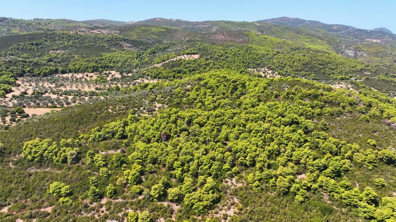 imágenes aéreas sobre pinos en una montaña
