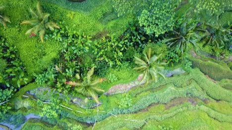 Drone-flying-straight-down-over-Tegalalang-Rice-Terraces