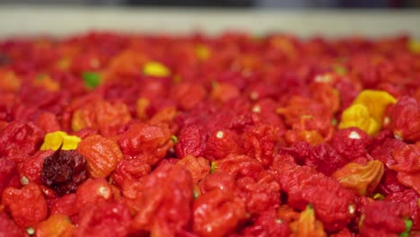 Eine-Enthüllungsaufnahme-Einer-Sammlung-Geernteter-Carolina-Reaper-Chilischoten