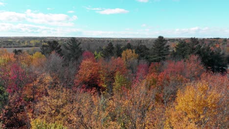 Slow-aerial-footage-above-warmly-coloured-autumn-trees-in-a-forest-beside-a-highway-with-the-sun-coming-through-the-branches