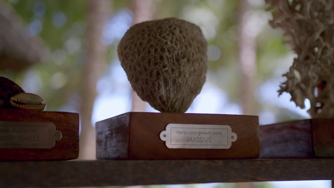 arrecife de coral restaurado del mar en exhibición