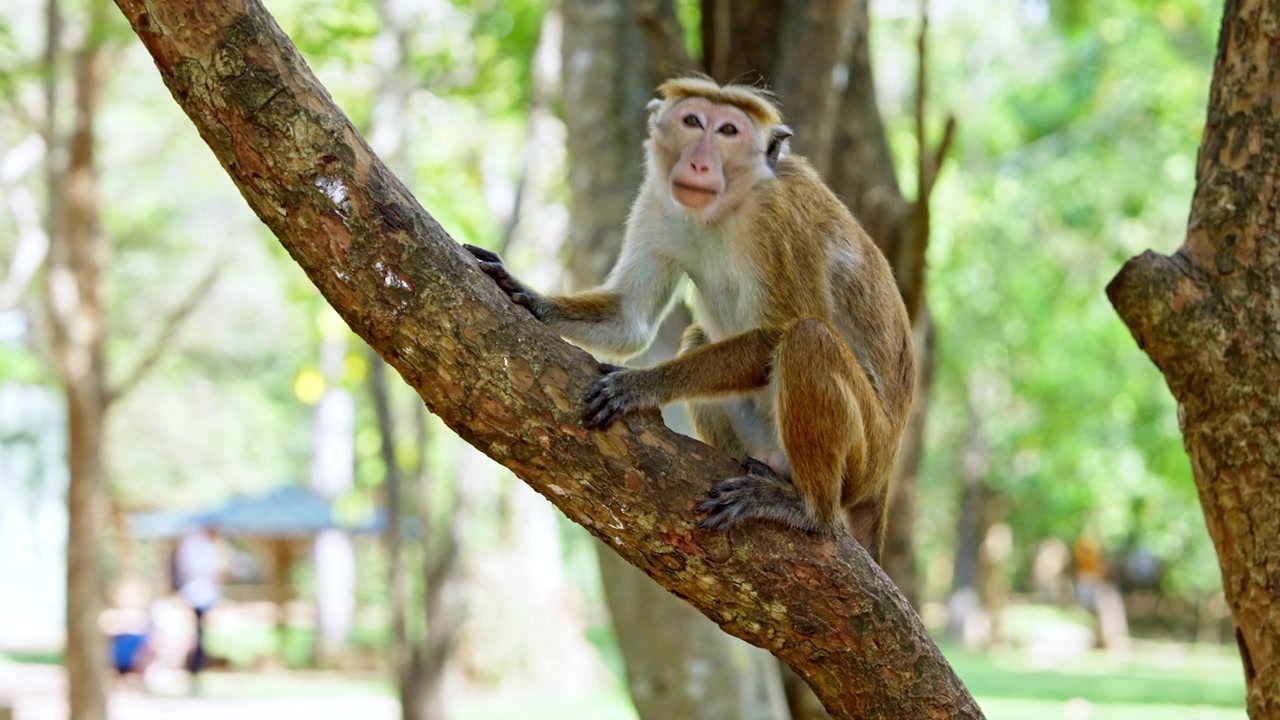 A toque macaque monkey climbs along the sloping trunk of a tree in a shady park in Sri Lanka, pausing to look around with alert and curious eyes.