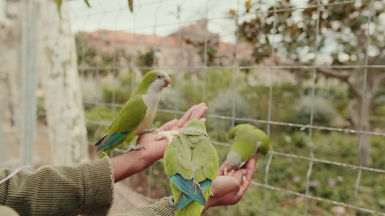 Araras Verdes Comendo Pão das Mãos de Humanos em um Parque