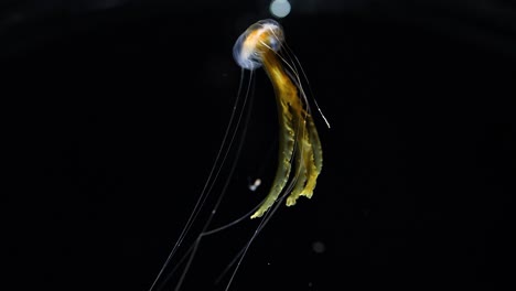 jellyfish swimming gracefully in the ocean depths