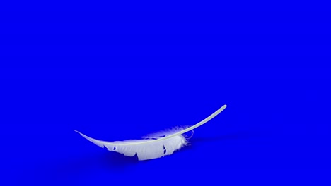 falling feather element with chroma key and alpha channel mask in 4k slow motion