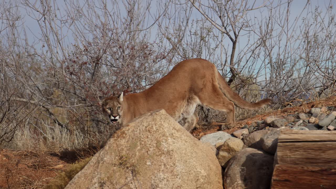 il puma corre e salta per inseguire il pasto nella riserva della fauna selvatica