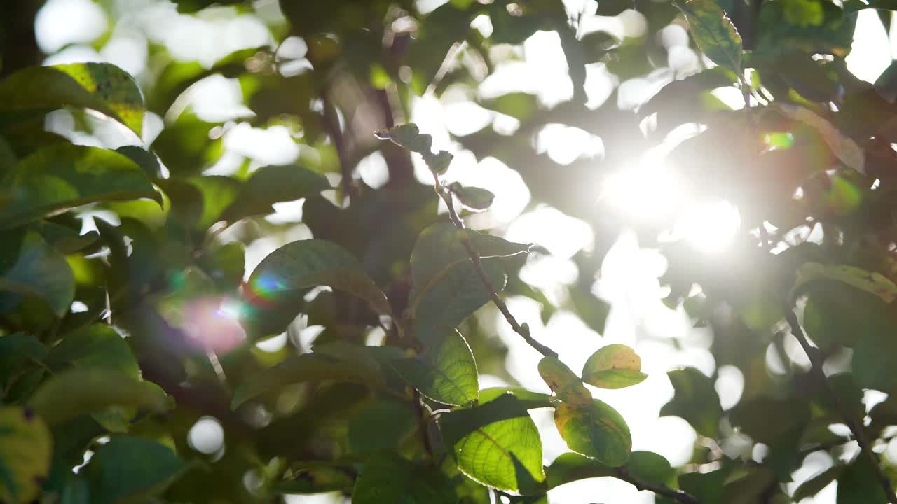 아름다운 가을 빛 풍경. 앞면에 다채로운 초록색과 노란색 잎을 가진 나무 가지의 근접 전망은 빛을 투명하게하는 흐릿한 자연적 인 배경에서 고립되어 있습니다.
