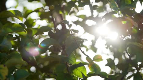 beautiful autumn sunny landscape. closeup view of branches of tree with colourful green and yellow leaves in foreground isolated at blurry natural boke background with sunlight transparenting.