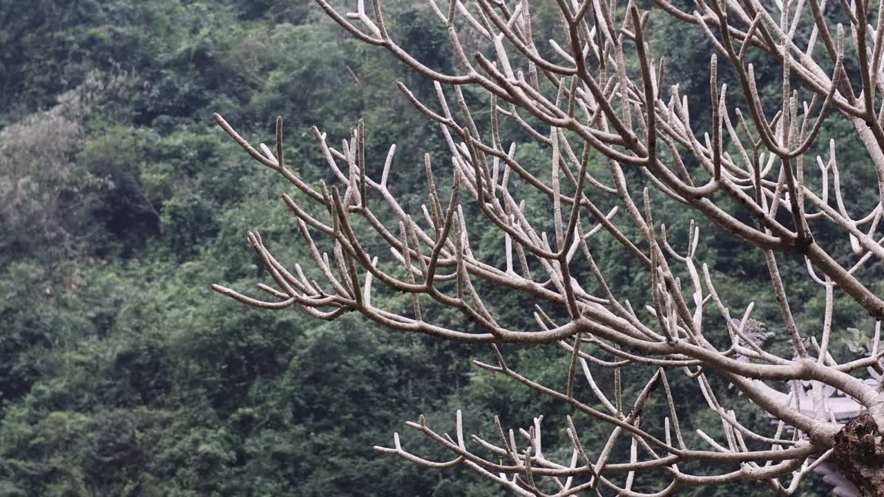 Leafless tree branches with dense green forest background