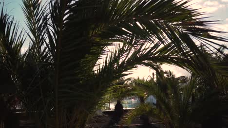 palm trees and sunshine at a tropical resort