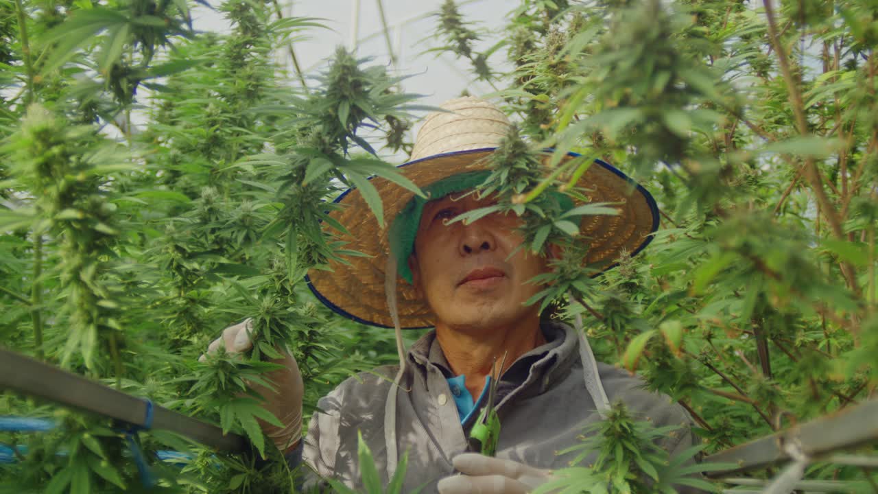 Cannabis Farmer Harvesting in Greenhouse