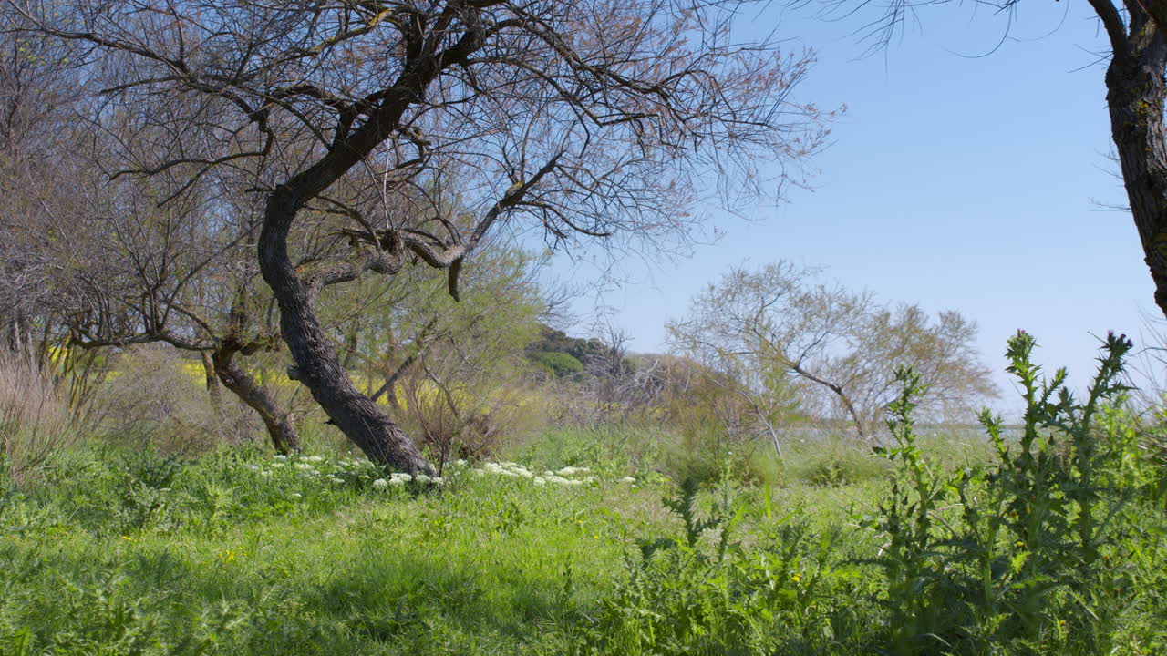 Small Butterfly Flying Over Green Grass With Bare Trees. Static Shot