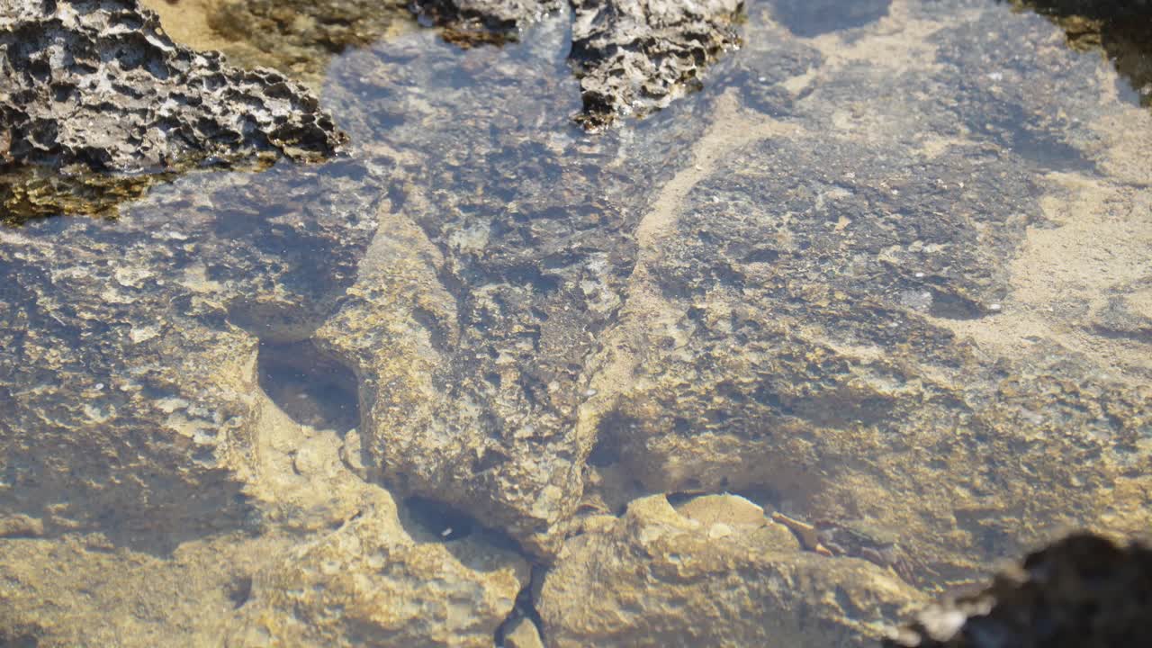 A lone crab walking over stones through clear water of a rock pool