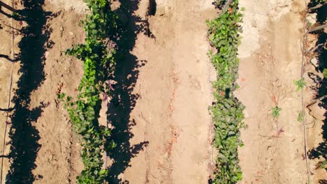 Overhead-aerial-view-with-vines-in-vertical-formation-on-a-poorly-permeable-dirt-road-with-a-calcareous-calicata-in-Fray-Jorge,-Limarí-Valley,-Chile