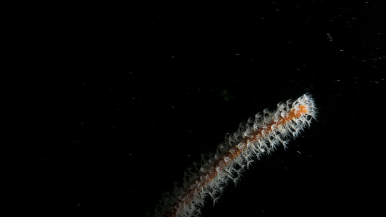 Opvarmet vand fra et hydrotermisk udløb strømmer over en søfjer, der svajer i strømmen dybt nede i havet. Undervandsudsigt