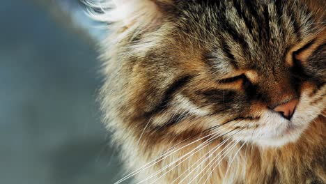 Eine-Schwarze-Und-Weiße-Erwachsene-Katze,-Die-Auf-Einer-Terrasse-Ruht