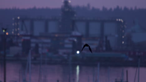 pájaro negro vuela sobre las luces de la ciudad al atardecer