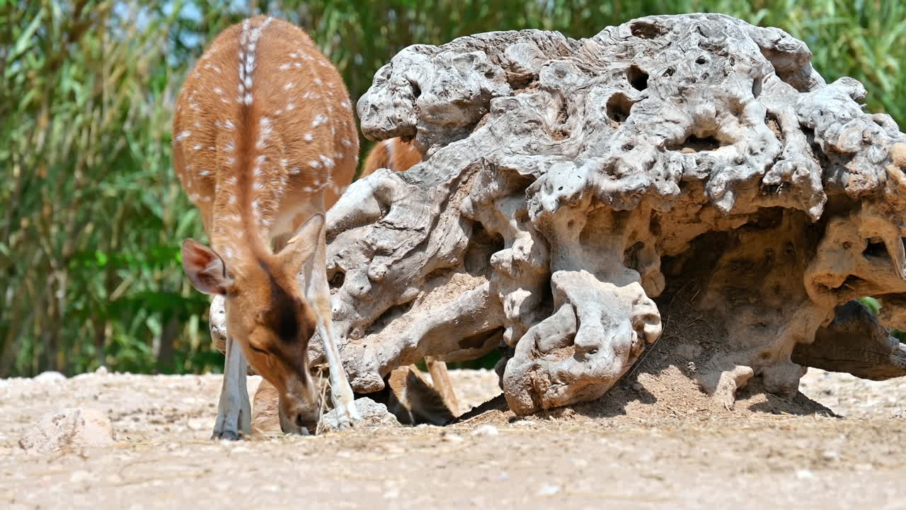 View of a spotted deer eating in Terra Natura Zoo in Benidorm, Spain. A big tree root in the background