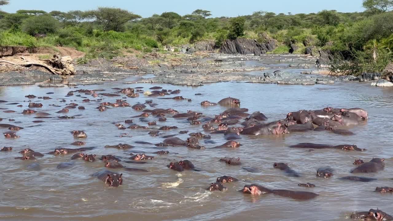 Common hippopotamuses (Hippopotamus amphibius) in the river in Serengeti National Park in Tanzania.