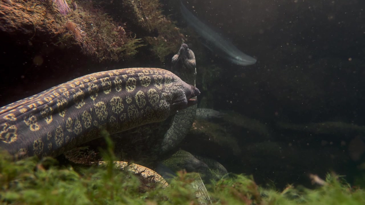 Una grande anguilla marrone che respira mentre è intrappolata in un acquario. Primo piano